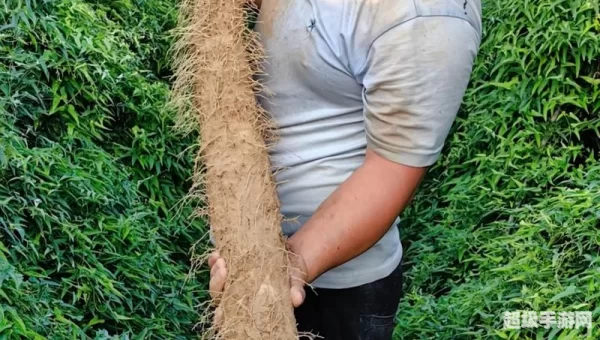 种植山药可以连作吗