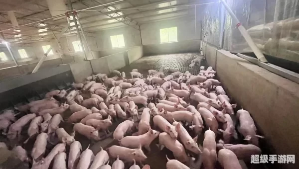 欢乐养猪场