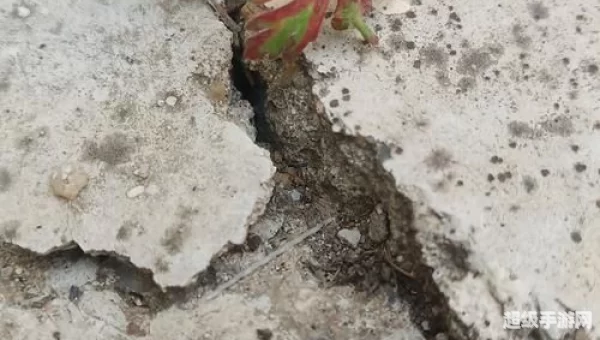 无知的小草
