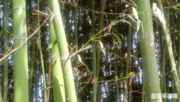 竹子实际上是